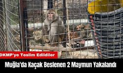 Muğla'da Kaçak Beslenen 2 Maymun Bulundu