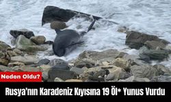 Rusya'nın Karadeniz Kıyısına 19 Öl* Yunus Vurdu