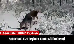 Salda'daki Kızıl Geyikler Karda Görüntülendi