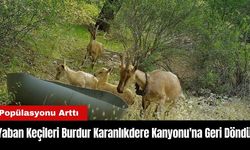 Yaban Keçileri Burdur Karanlıkdere Kanyonu'na Geri Döndü