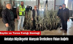 Antalya Büyükşehir Alanyalı Üreticilere Fidan Dağıttı