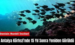 Antalya Körfezi’nde 15 Yıl Sonra Yeniden Görüldü