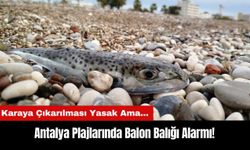 Antalya Plajlarında Balon Balığı Alarmı! Karaya Çıkarılması Yasak Ama...