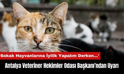 Antalya Veteriner Hekimler Odası Başkanı'ndan Sokak Hayvanları Uyarısı