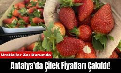 Antalya'da Çilek Fiyatları Çakıldı! Üreticiler Zor Durumda