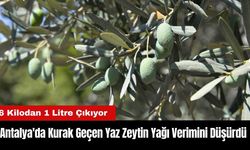 Antalya'da Kurak Geçen Yaz Zeytin Yağı Verimini Düşürdü