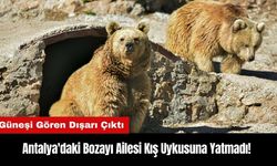 Antalya'daki Bozayı Ailesi Kış Uykusuna Yatmadı!