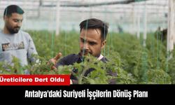 Antalya'daki Suriyeli İşçilerin Dönüş Planı Üreticilere Dert Oldu