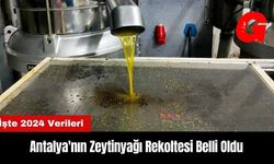 Antalya'nın Zeytinyağı Rekoltesi Belli Oldu