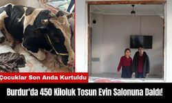 Burdur'da 450 Kiloluk Tosun Evin Salonuna Daldı! Çocuklar Son Anda Kurtuldu