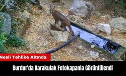 Burdur'da Karakulak Fotokapanla Görüntülendi