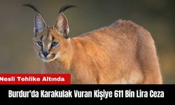 Burdur'da Karakulak Vuran Kişiye 611 Bin Lira Ceza!