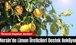 Mersin’de Limon Üreticileri Destek Bekliyor! 'İhracat Kapıları Açılsın'