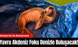 Yavru Akdeniz Foku Denizle Buluşacak! Antalya'da da Buluşmuştu