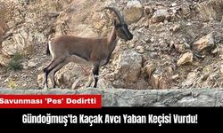 Gündoğmuş'ta Yaban Keçisi Vurdu! Savunması 'Pes' Dedirtti