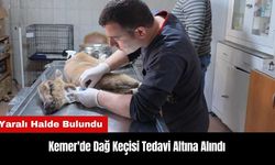 Kemer'de Bulunan Yaralı Dağ Keçisi Tedavi Altına Alındı