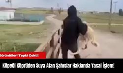 Köpeği Köprüden Suya Atan Şahıslar Hakkında Yasal İşlem!