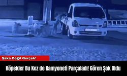 Köpekler Bu Kez de Kamyoneti Parçaladı! Gören Şok Oldu