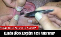 Kulağa Böcek Kaçtığını Nasıl Anlarsınız?  Kulağa Böcek Kaçarsa Ne Yapmalı?