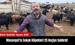 Manavgat'ta Sokak Köpekleri 25 Keçiye Saldırdı! Sürü Sahibi İsyan Etti