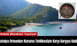 Antalya Ormanları Kuruma Tehlikesiyle Karşı Karşıya Kaldı