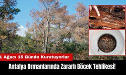 Antalya Ormanlarında Böcek Tehlikesi! 1 Ağacı 15 Günde Kurutuyorlar