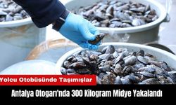 Antalya Otogarı'nda 300 Kilogram Midye Yakalandı