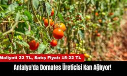 Antalya'da Domates Üreticisi Kan Ağlıyor! Maliyeti Satış Fiyatının Üstünde