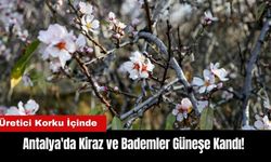 Antalya'da Kiraz ve Bademler Güneşe Kandı! Üretici Korku İçinde