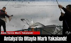 Antalya'da Oltayla Martı Yakalandı!