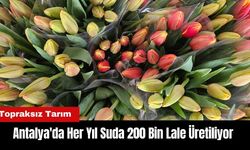 Antalya'da Topraksız Tarım: Suda 200 Bin Lale Üretiliyor