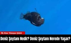 Deniz Şeytanı Nedir? Deniz Şeytanı Nerede Yaşar?