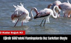 Eğirdir Gölü'ndeki Flamingolarda Buz Sarkıtları Oluştu