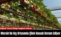 Mersin’de Kış Ortasında Çilek Hasadı Devam Ediyor