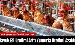 Tavuk Eti Üretimi Arttı Yumurta Üretimi Azaldı