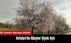 İlk Cemre Havaya Düştü! Antalya'da Ağaçlar Çiçek Açtı