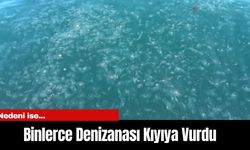 Sarıyer’de Binlerce Denizanası Kıyıya Vurdu