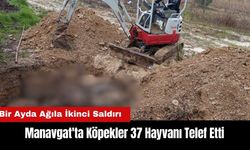 Manavgat'ta Bir Ayda Ağıla İkinci Saldırı: Köpekler 37 Hayvanı Telef Etti