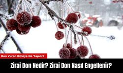 Zirai Don Nedir? Zirai Don Nasıl Engellenir?