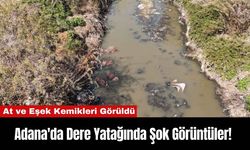 Adana'da Dere Yatağında Şok Görüntüler! At ve Eşek Kemikleri Görüldü