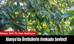 Alanya'da Üreticilerin Avokado Sevinci! Kilosu 200 TL'den Satılıyor