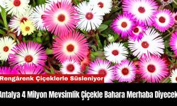 Antalya 4 Milyon Mevsimlik Çiçekle Bahara Merhaba Diyecek