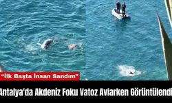 Antalya'da Akdeniz Foku Vatoz Avlarken Görüntülendi