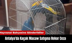 Antalya'da Kaçak Macaw Satışına Rekor Ceza