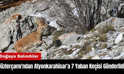 Düzlerçamı'ndan Afyonkarahisar'a 7 Yaban Keçisi Gönderildi