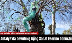 Antalya’da Devrilmiş Ağaç Sanat Eserine Dönüştü