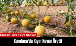 Kumluca'da Kışın Kavun Üretti! Tanesini 300 TL'ye Satıyor