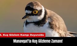 Manavgat'ta Kuş Gözleme Zamanı! 4. Kuş Gözlem Kampı Yaklaşıyor