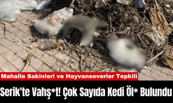 Serik'te Vahş*t! Çok Sayıda Kedi Öl* Bulundu