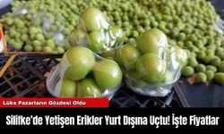 Silifke’de Yetişen Erikler Yurt Dışına Uçtu! İşte Fiyatlar